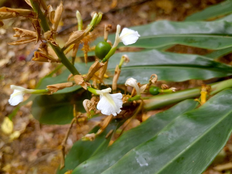Alpinia caerulea photo 4