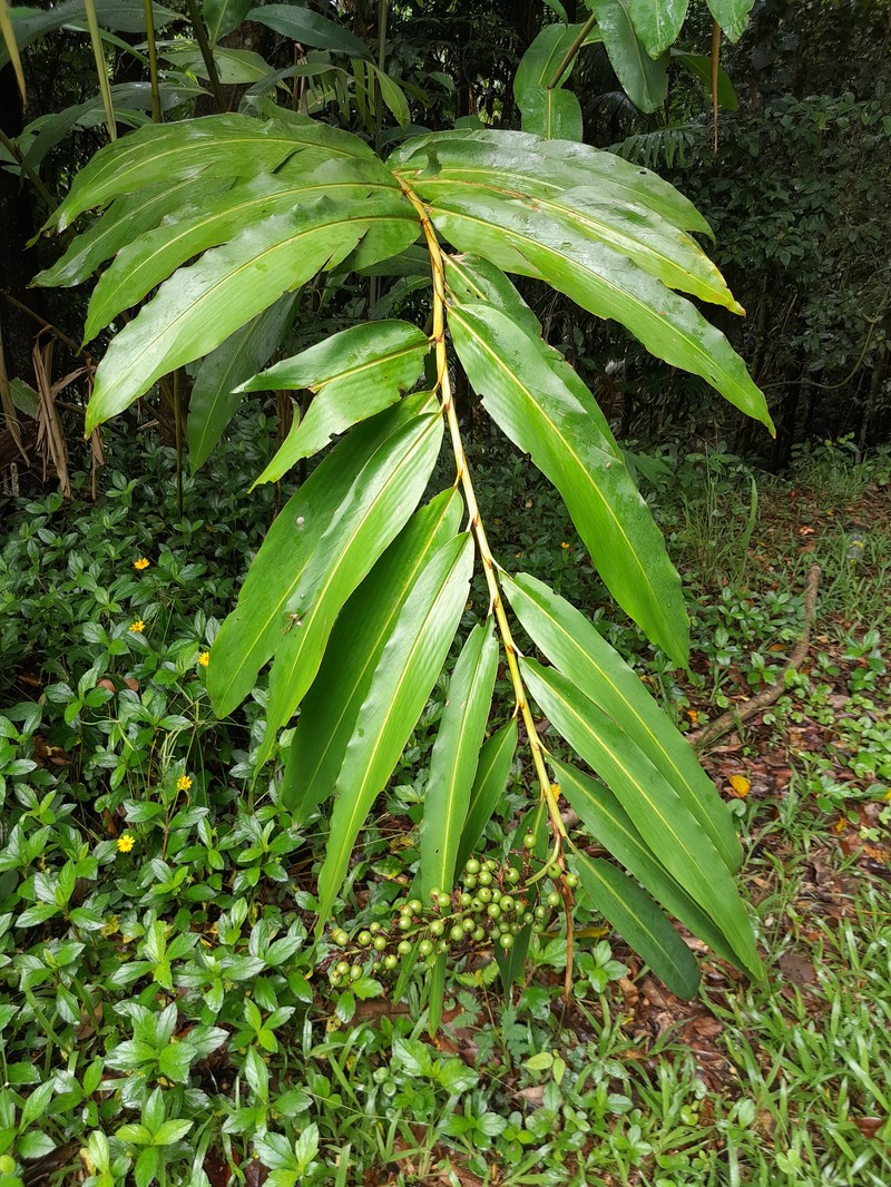 Alpinia caerulea photo 5