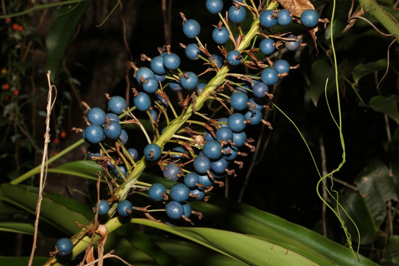 Alpinia caerulea photo 6