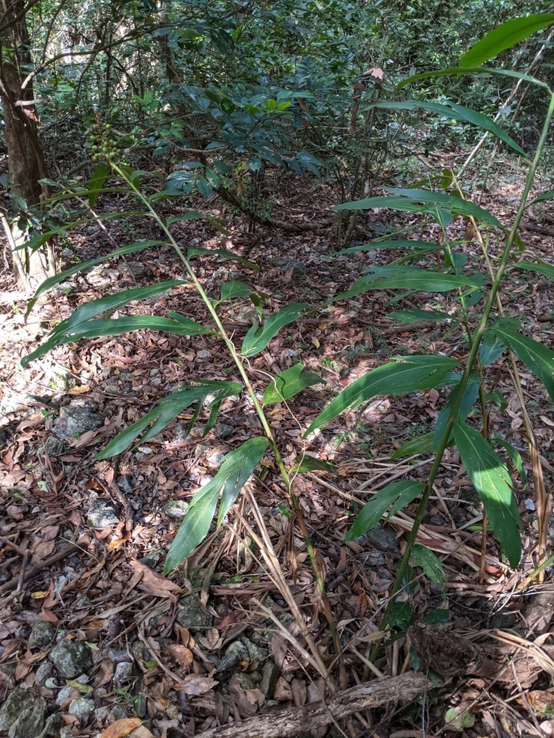 Alpinia caerulea photo 7