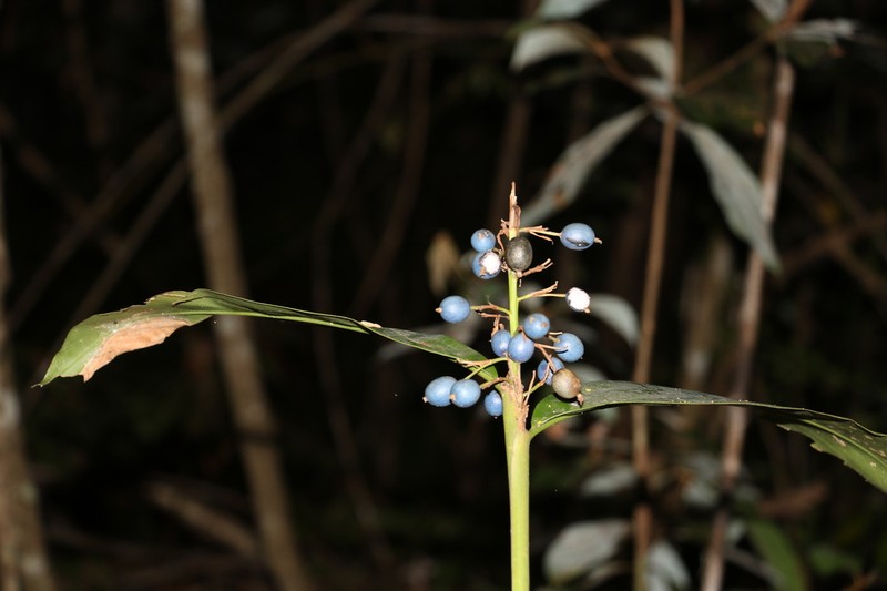 Alpinia caerulea photo 8