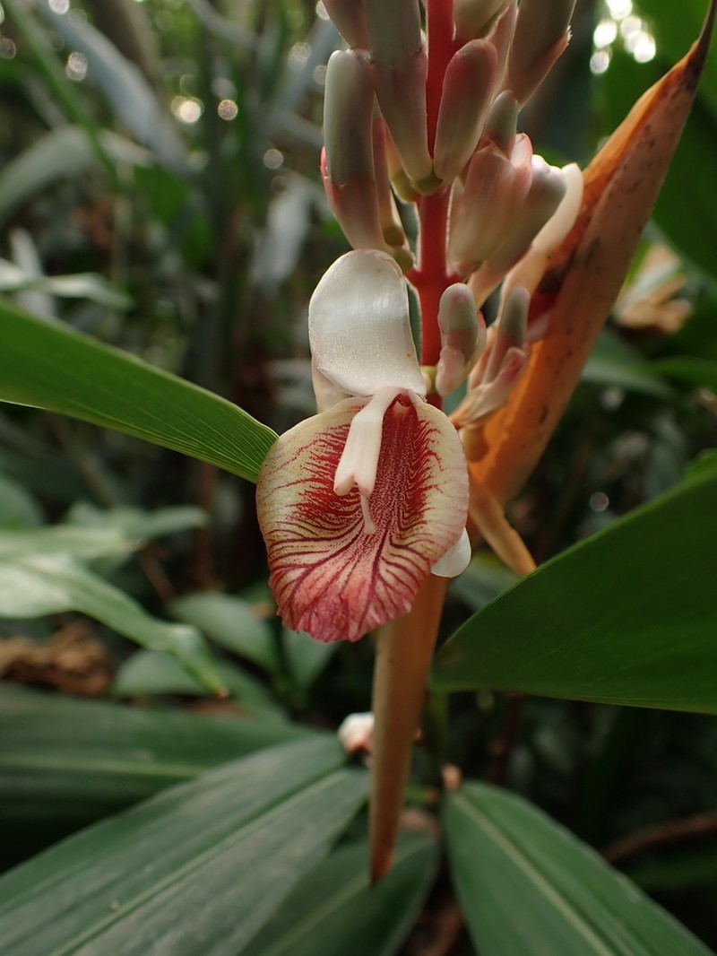 Alpinia calcarata