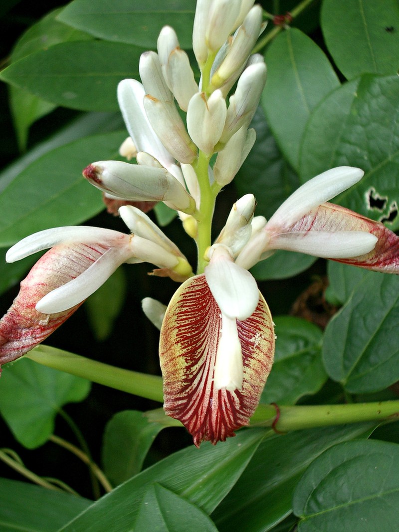 Alpinia calcarata photo 2