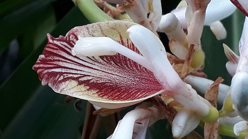 Alpinia calcarata photo 3