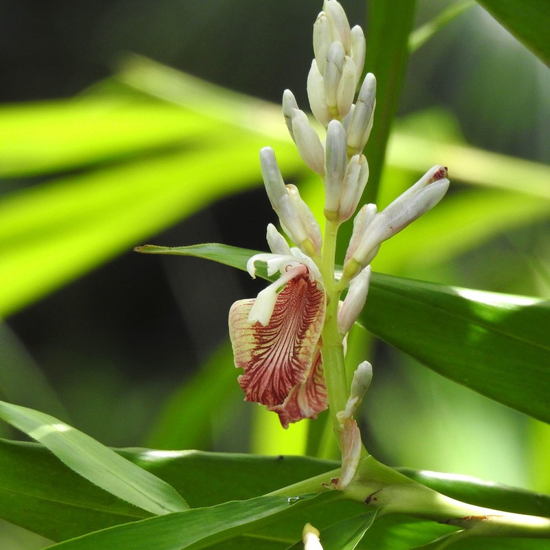 Alpinia calcarata photo 4