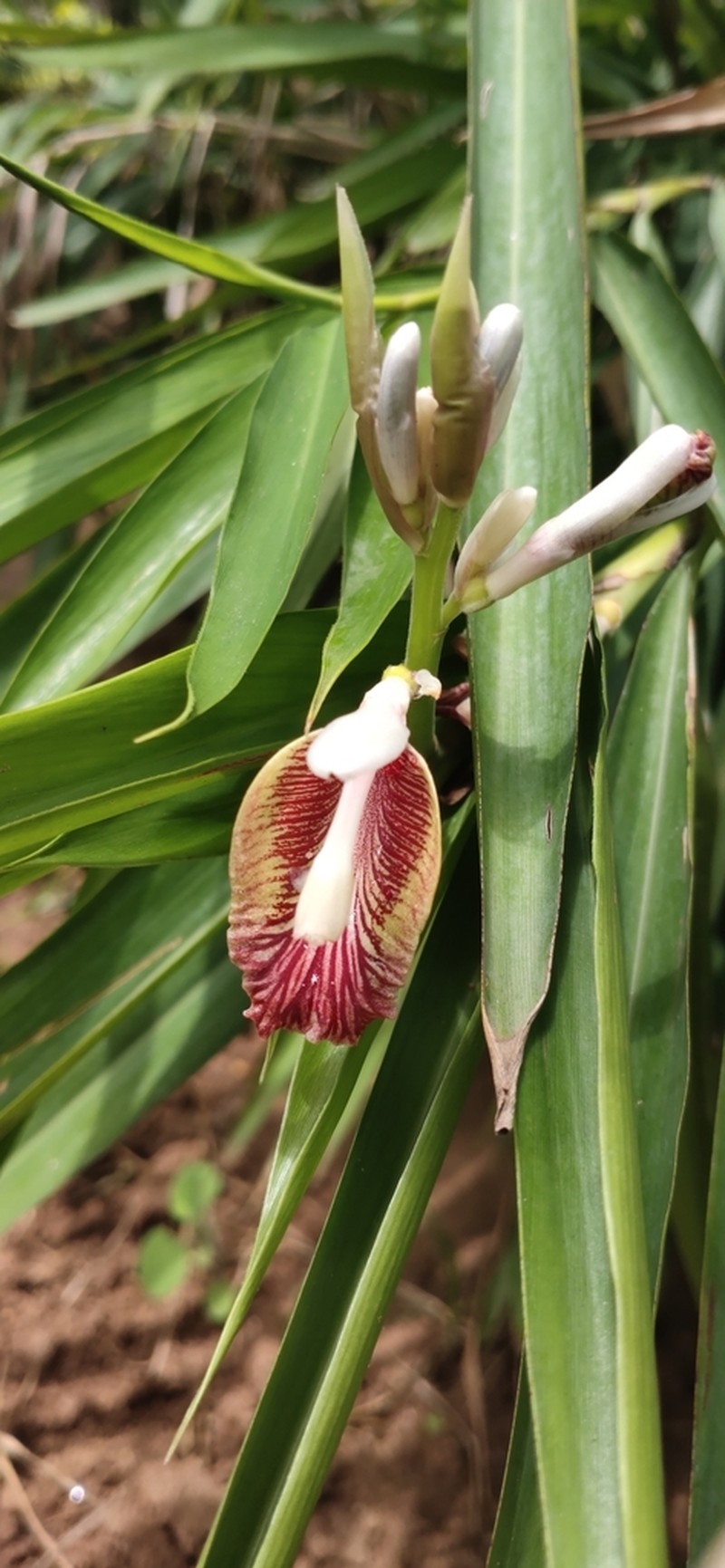 Alpinia calcarata photo 5