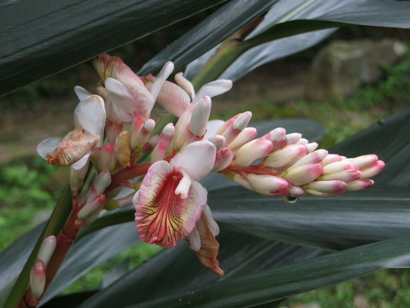Alpinia calcarata photo 6