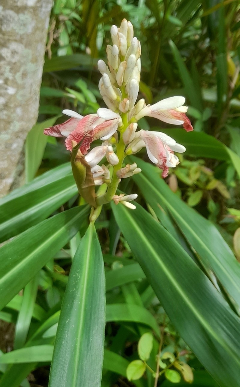 Alpinia calcarata photo 7