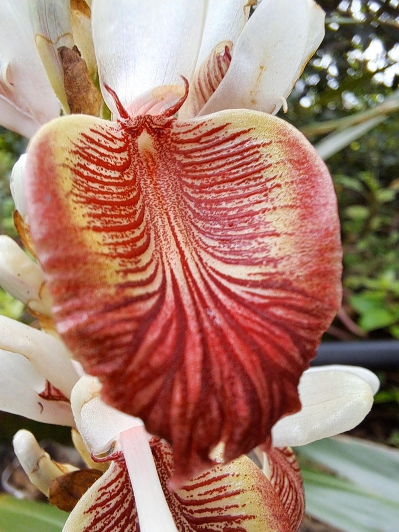 Alpinia calcarata photo 8