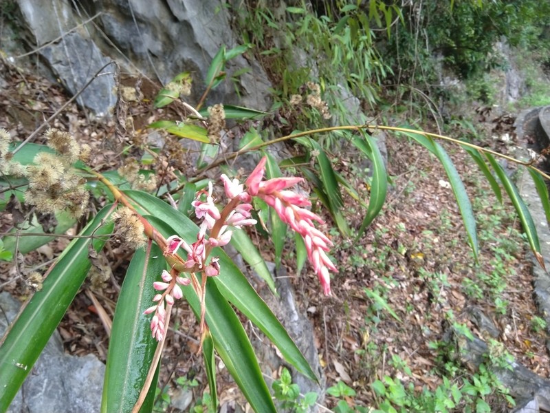 Alpinia calcicola