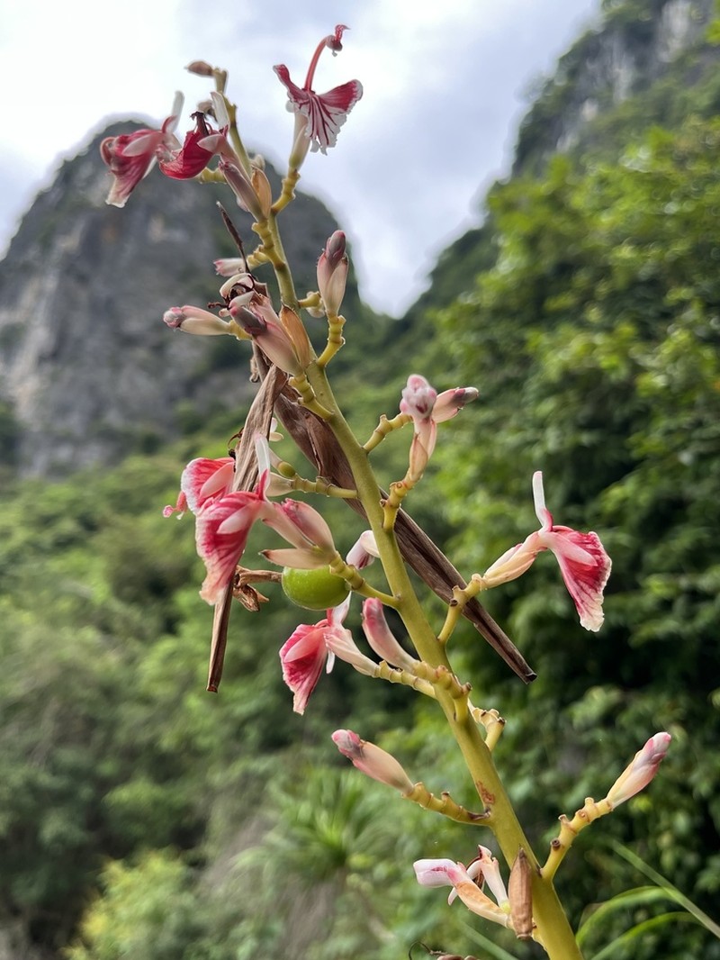 Alpinia calcicola photo 2