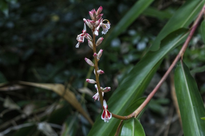 Alpinia calcicola photo 3