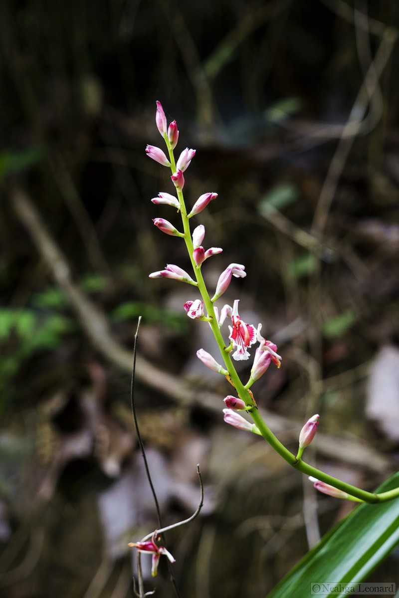 Alpinia calcicola photo 4