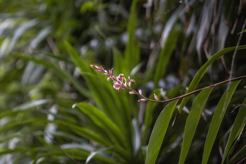 Alpinia calcicola photo 5