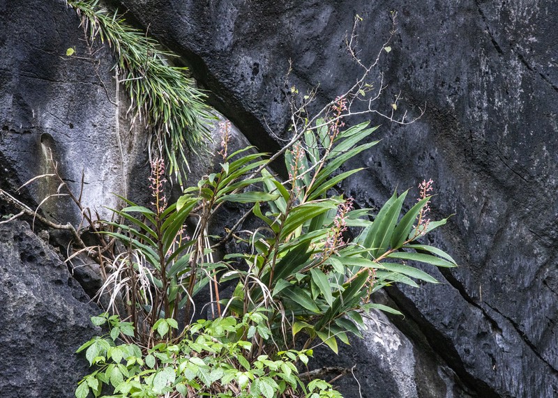 Alpinia calcicola photo 6