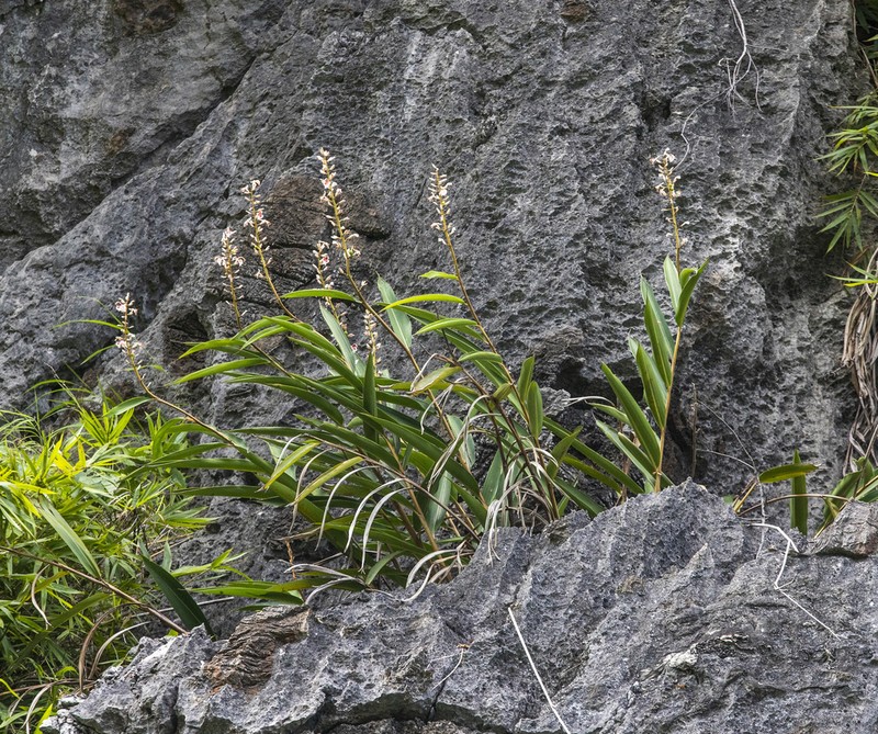 Alpinia calcicola photo 7