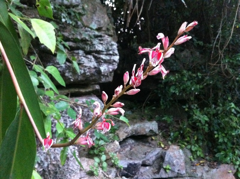 Alpinia calcicola photo 8