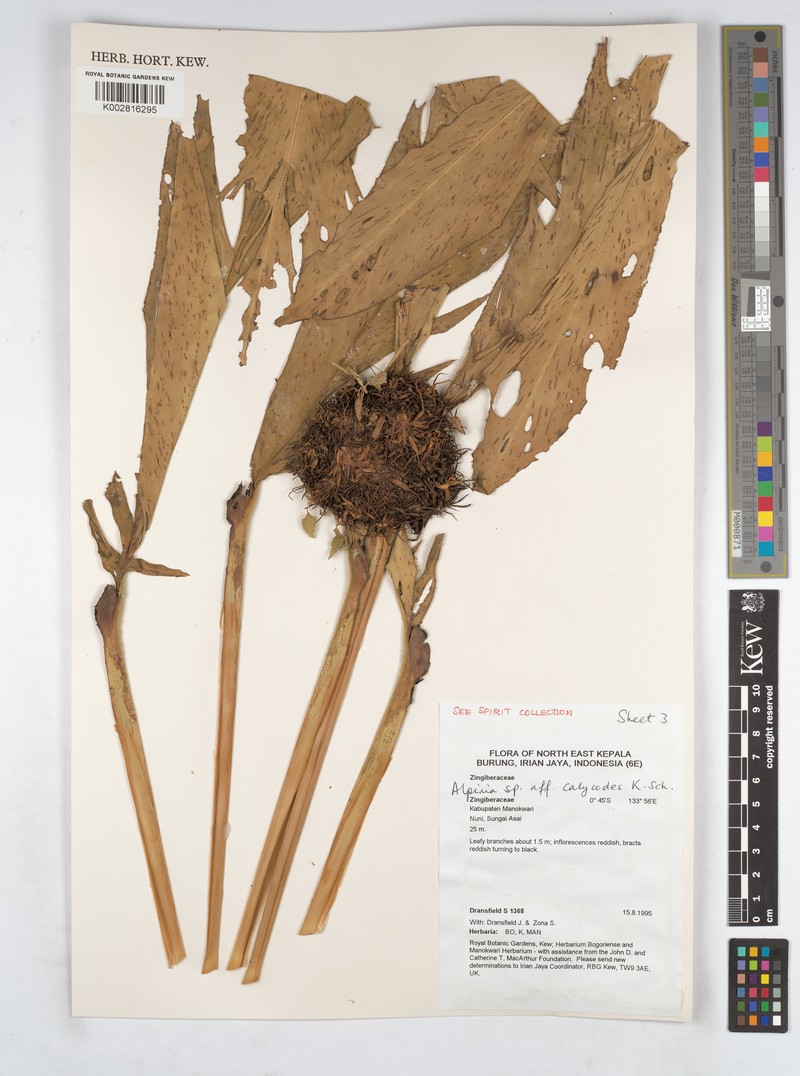 Alpinia calycodes photo 2