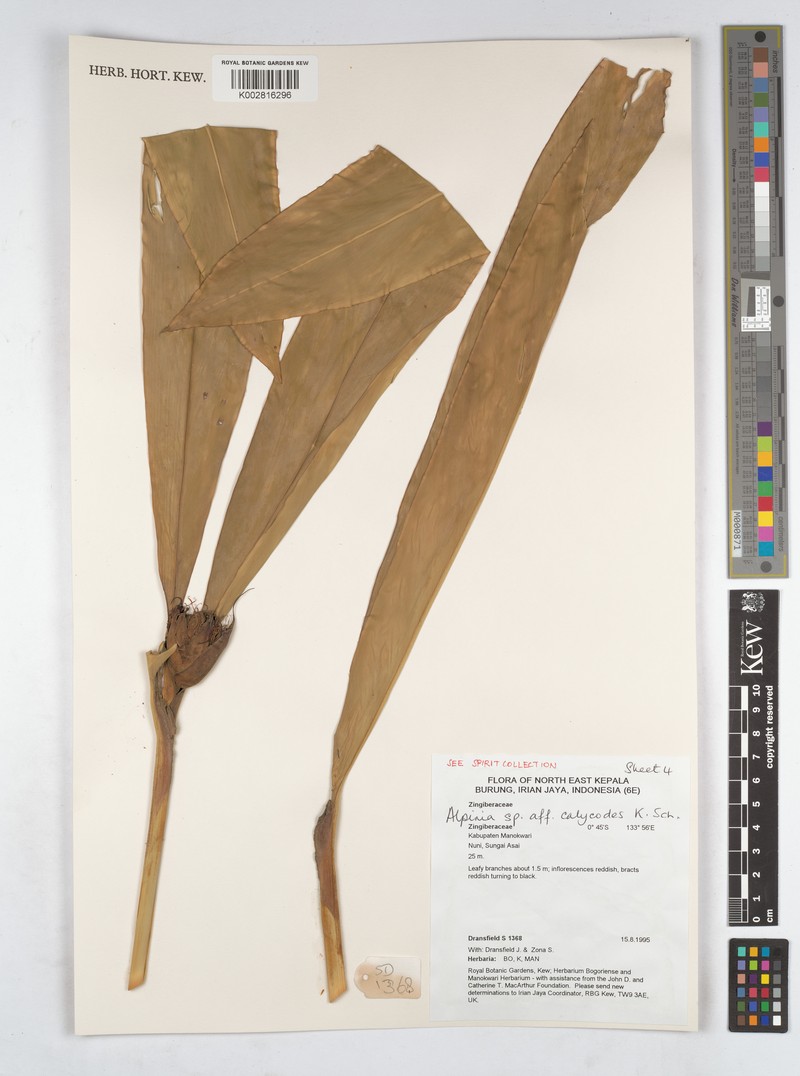 Alpinia calycodes photo 3
