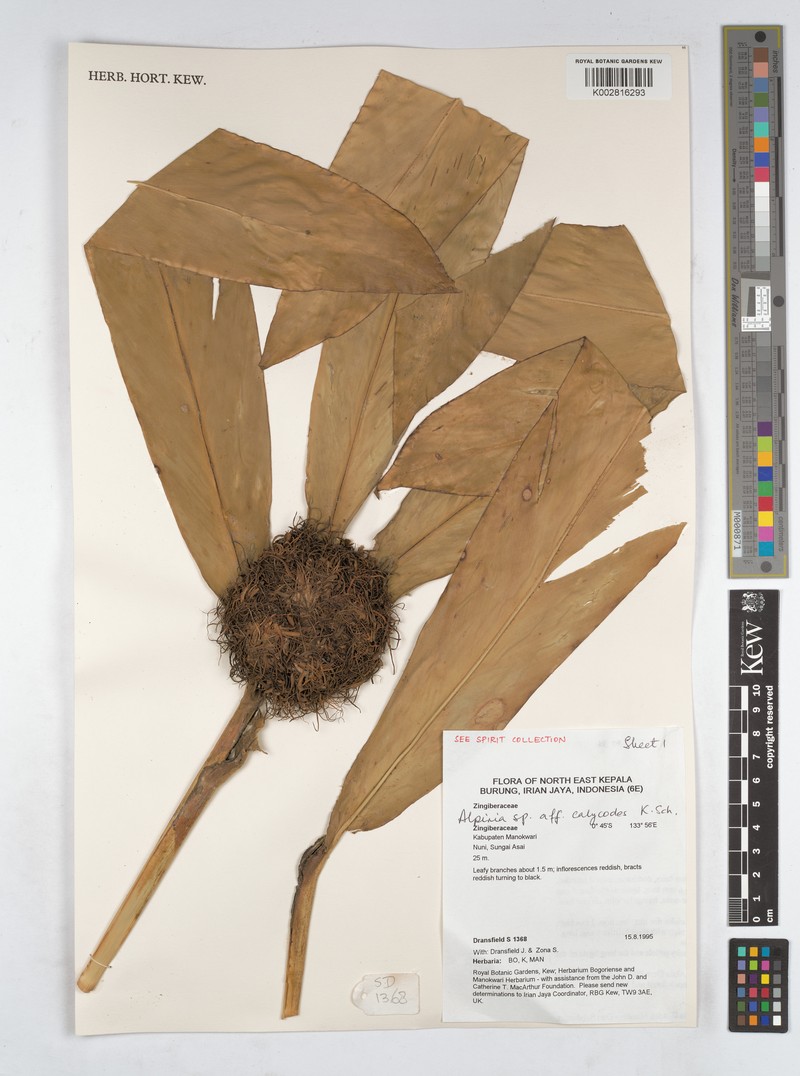 Alpinia calycodes photo 4