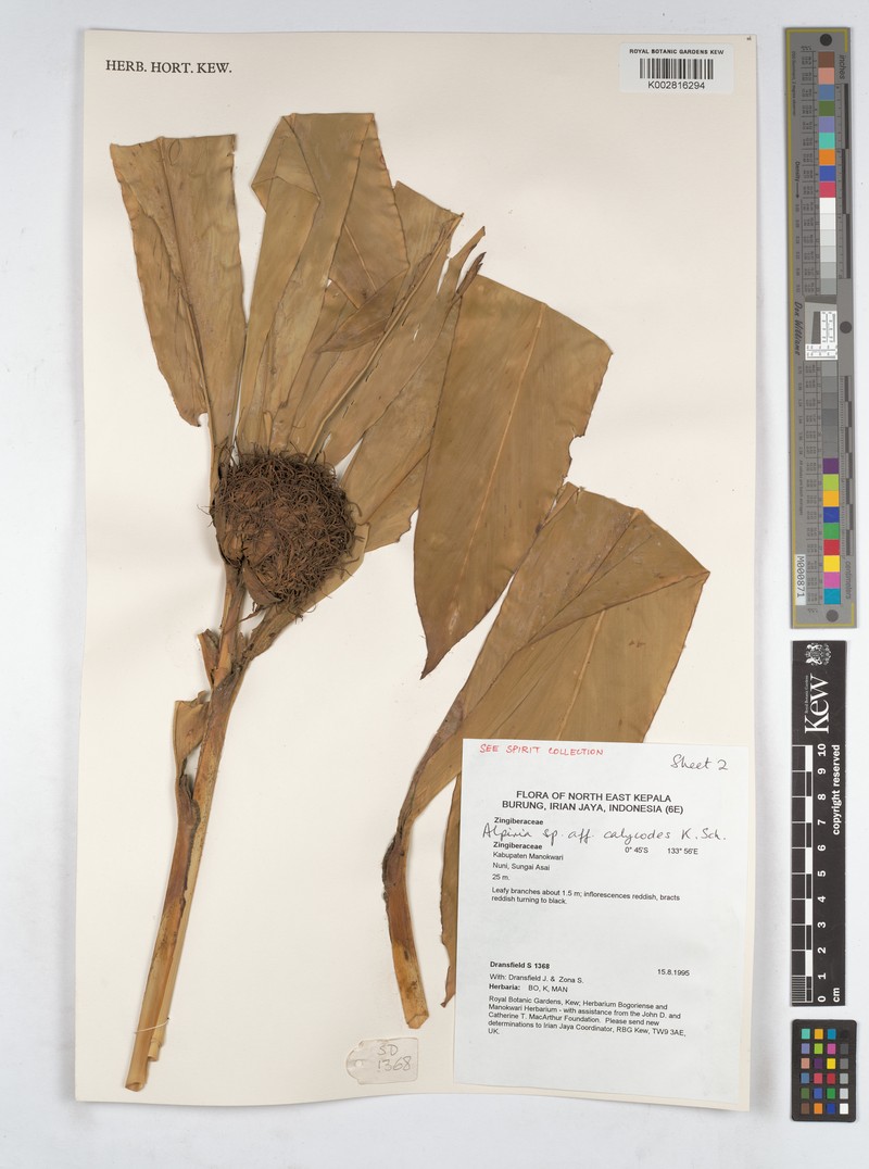 Alpinia calycodes photo 5