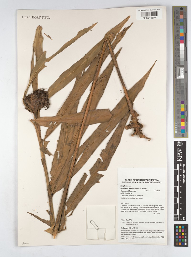 Alpinia calycodes photo 6