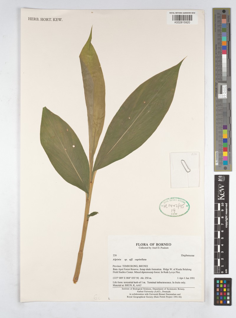 Alpinia capitellata