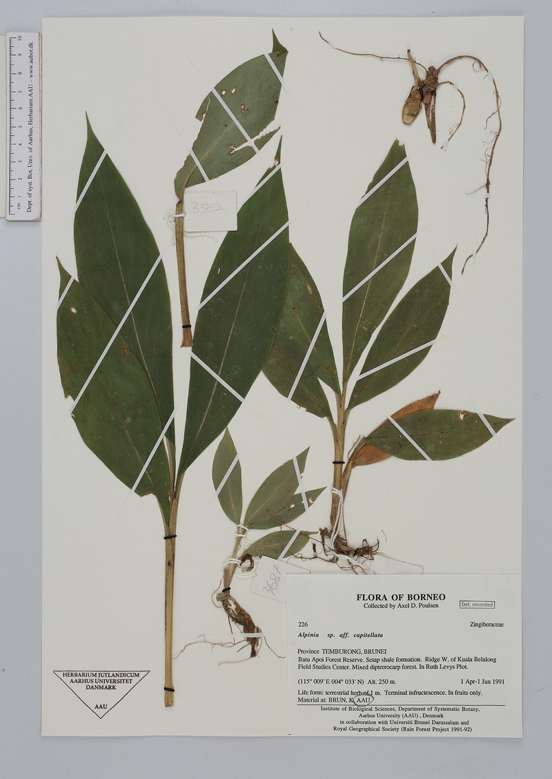 Alpinia capitellata photo 2