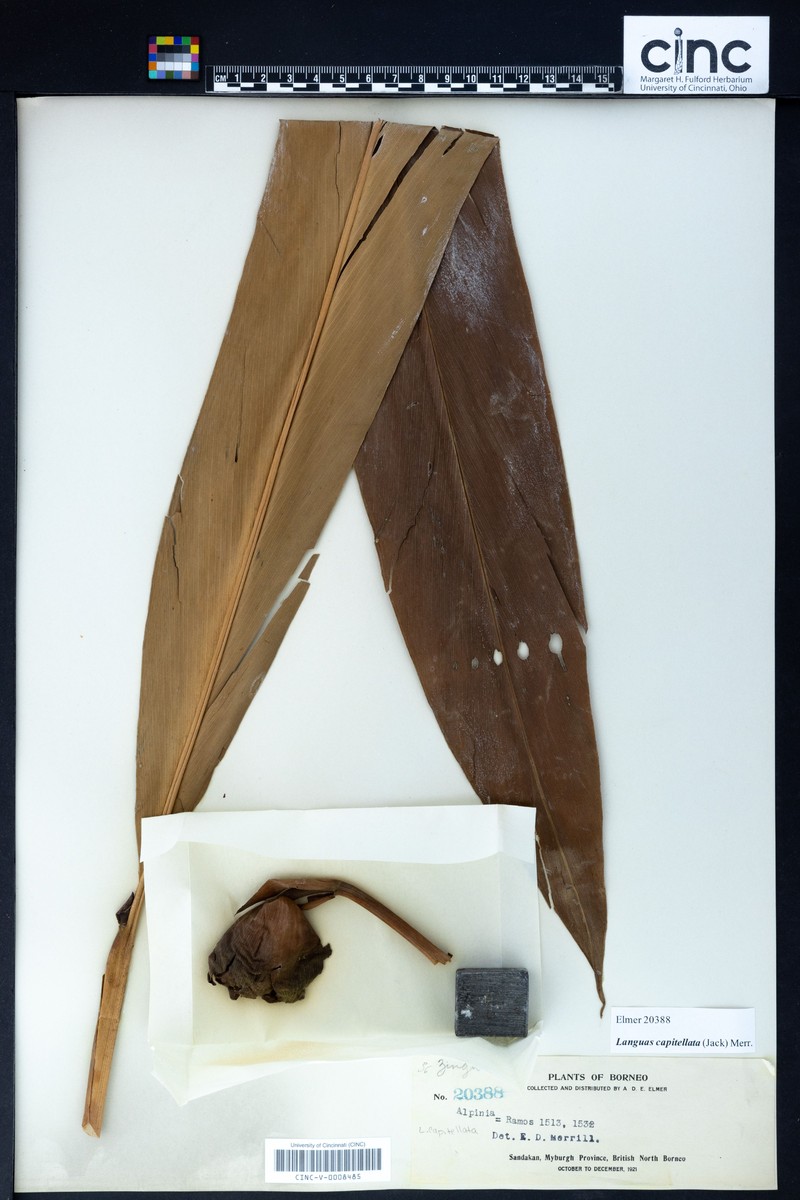 Alpinia capitellata photo 3