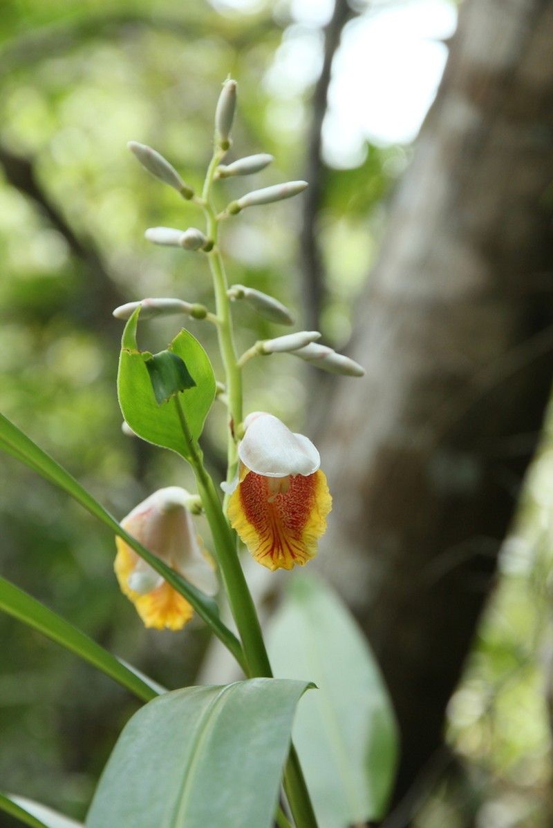 Alpinia chinensis photo 3