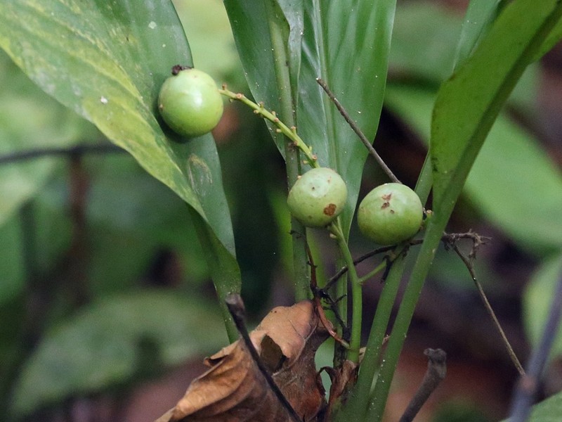 Alpinia chinensis photo 4
