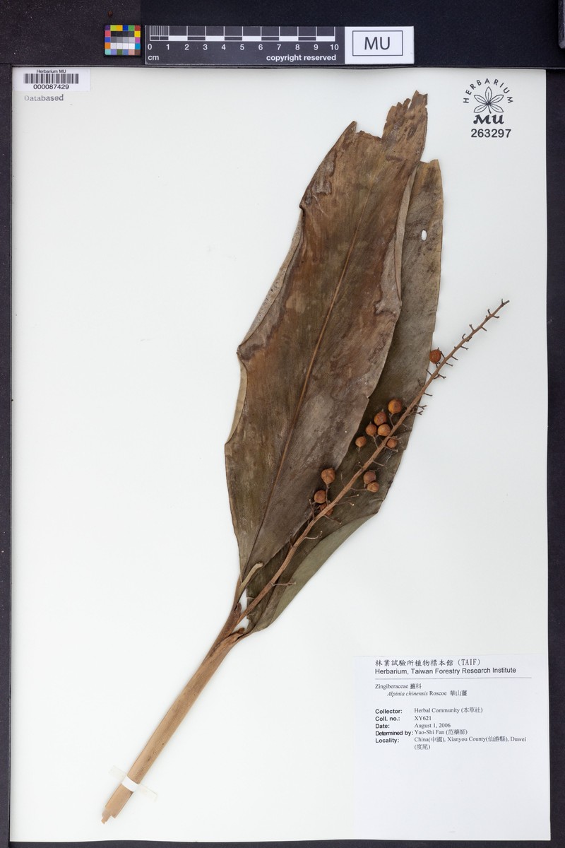 Alpinia chinensis photo 6