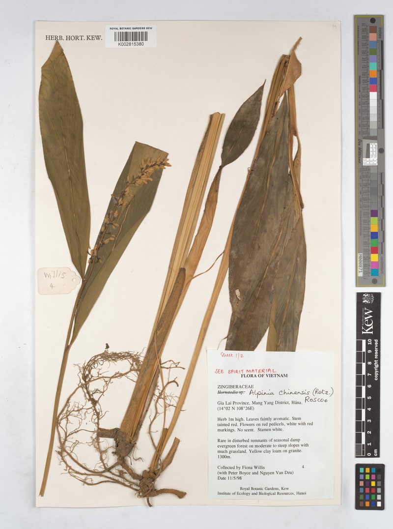 Alpinia chinensis photo 7