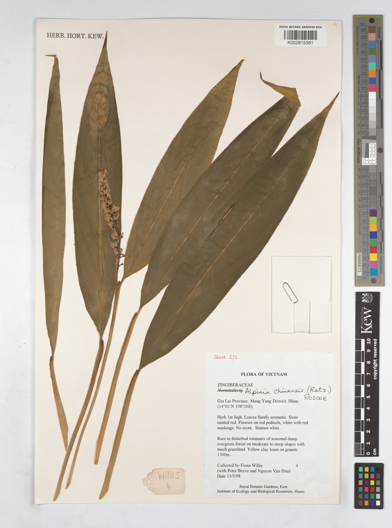 Alpinia chinensis photo 8