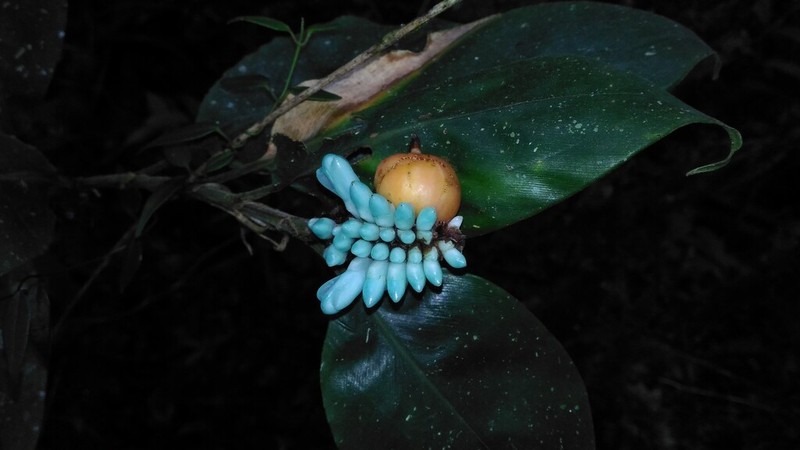 Alpinia coeruleoviridis