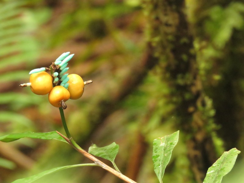 Alpinia coeruleoviridis photo 2