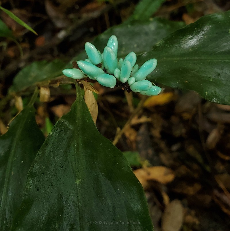 Alpinia coeruleoviridis photo 4