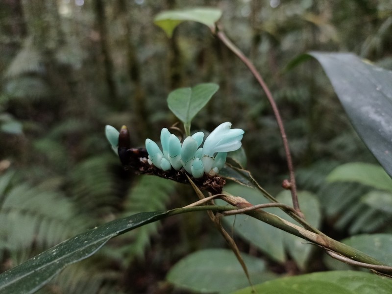 Alpinia coeruleoviridis photo 5