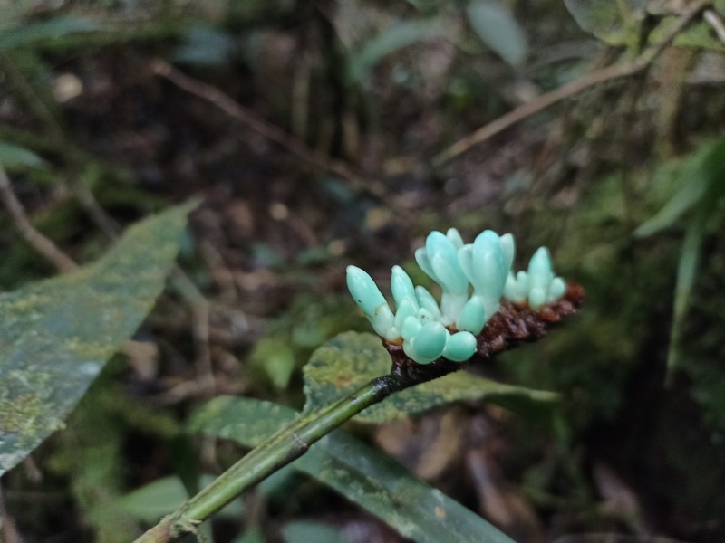 Alpinia coeruleoviridis photo 6
