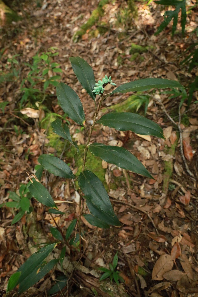 Alpinia coeruleoviridis photo 7