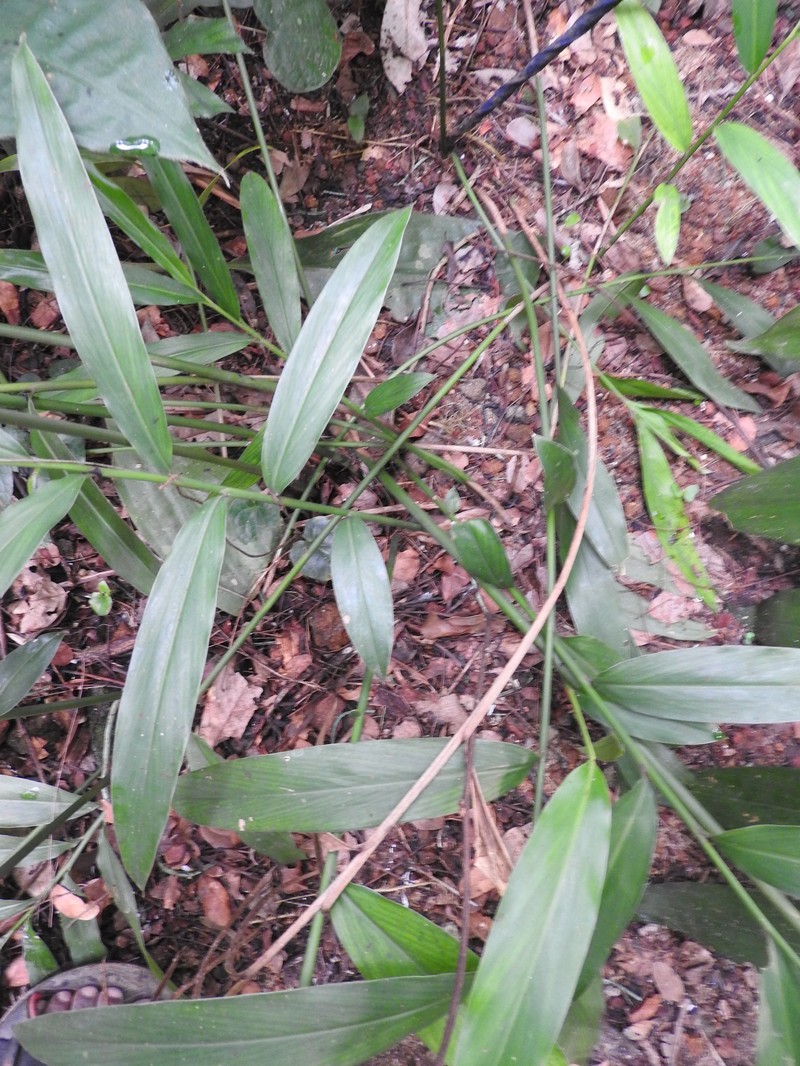 Alpinia conchigera