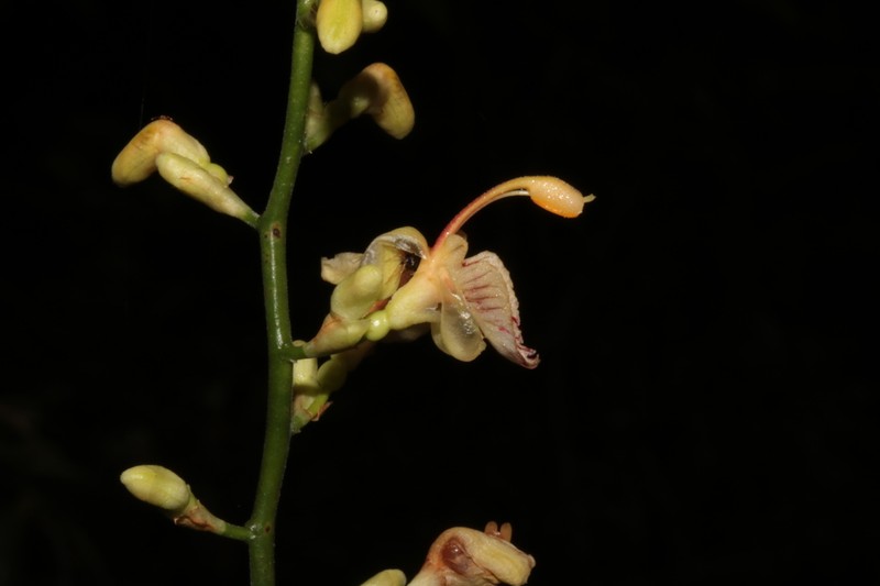 Alpinia conchigera photo 3