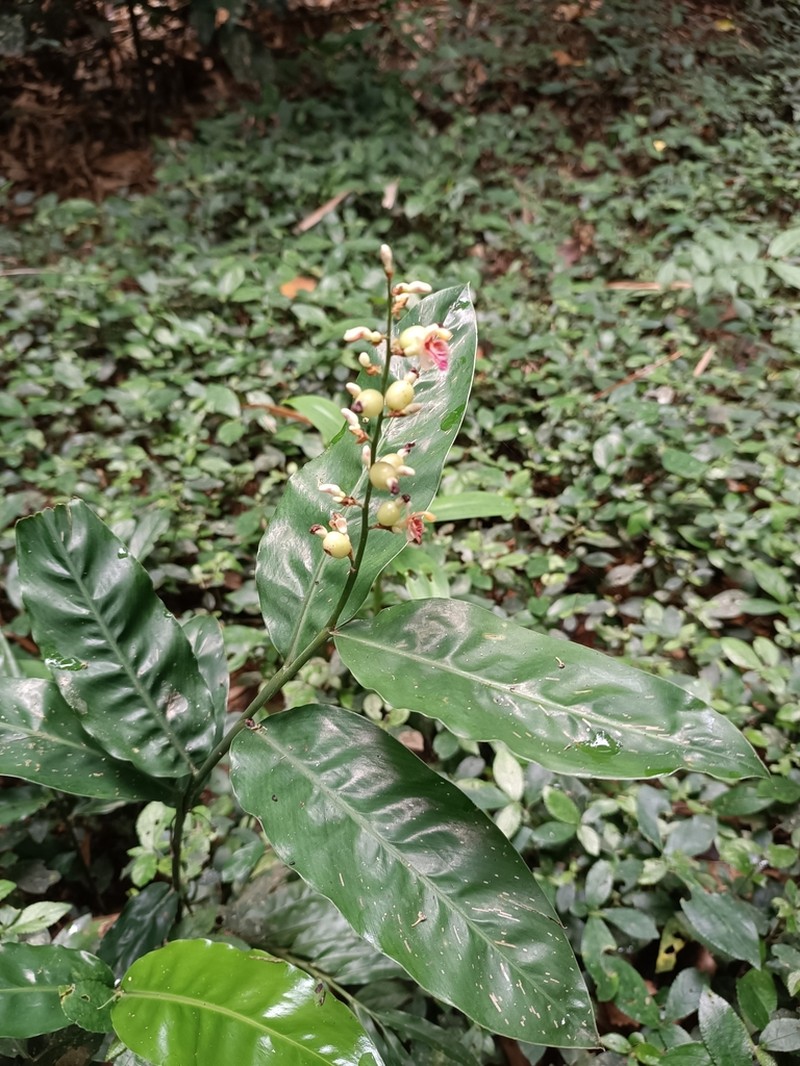 Alpinia conchigera photo 4