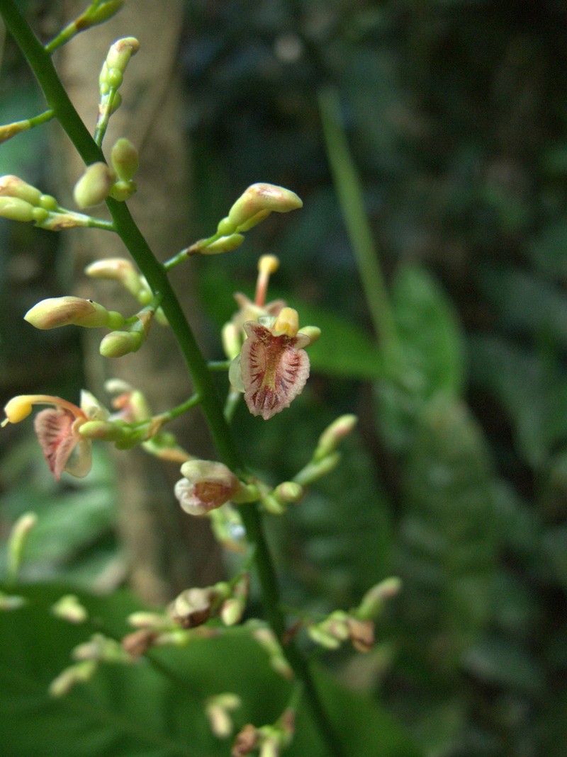 Alpinia conchigera photo 5