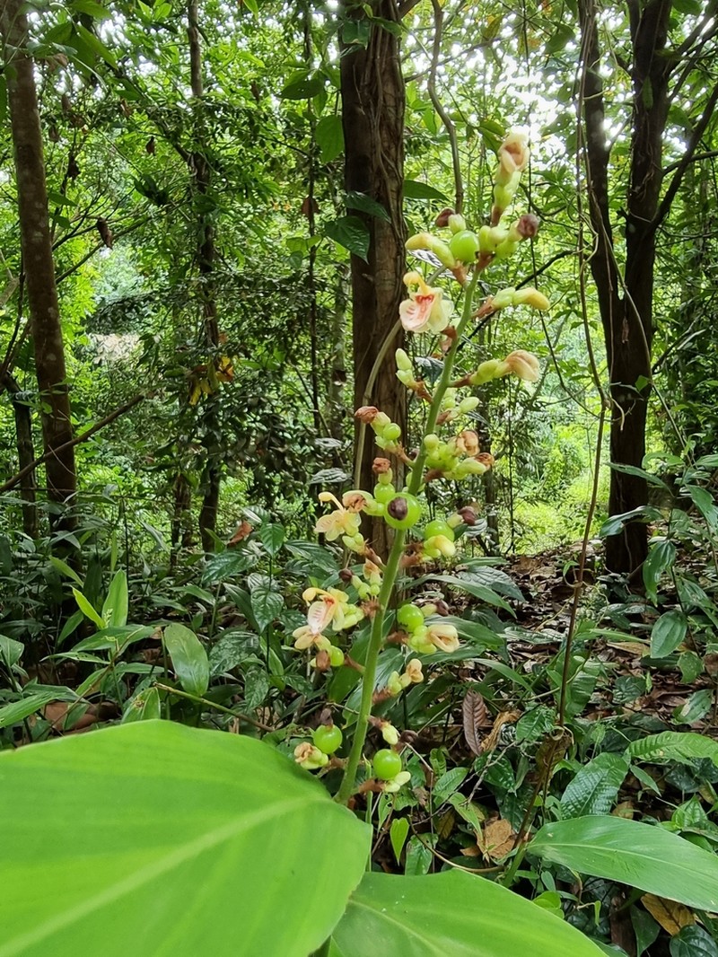 Alpinia conchigera photo 6
