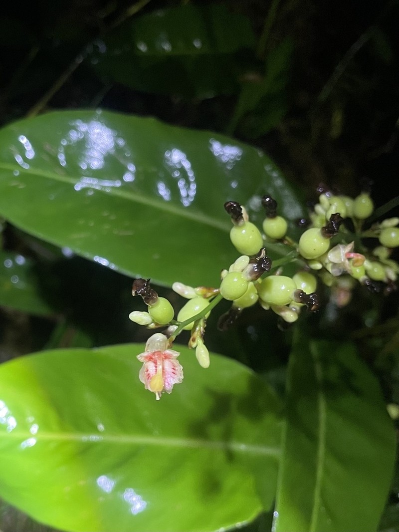 Alpinia conchigera photo 7