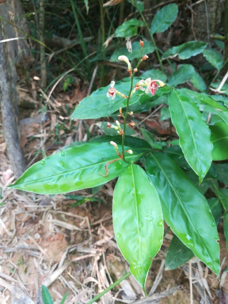 Alpinia conchigera photo 8