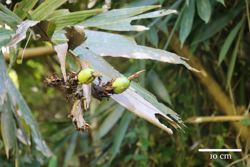 Alpinia congesta photo 2