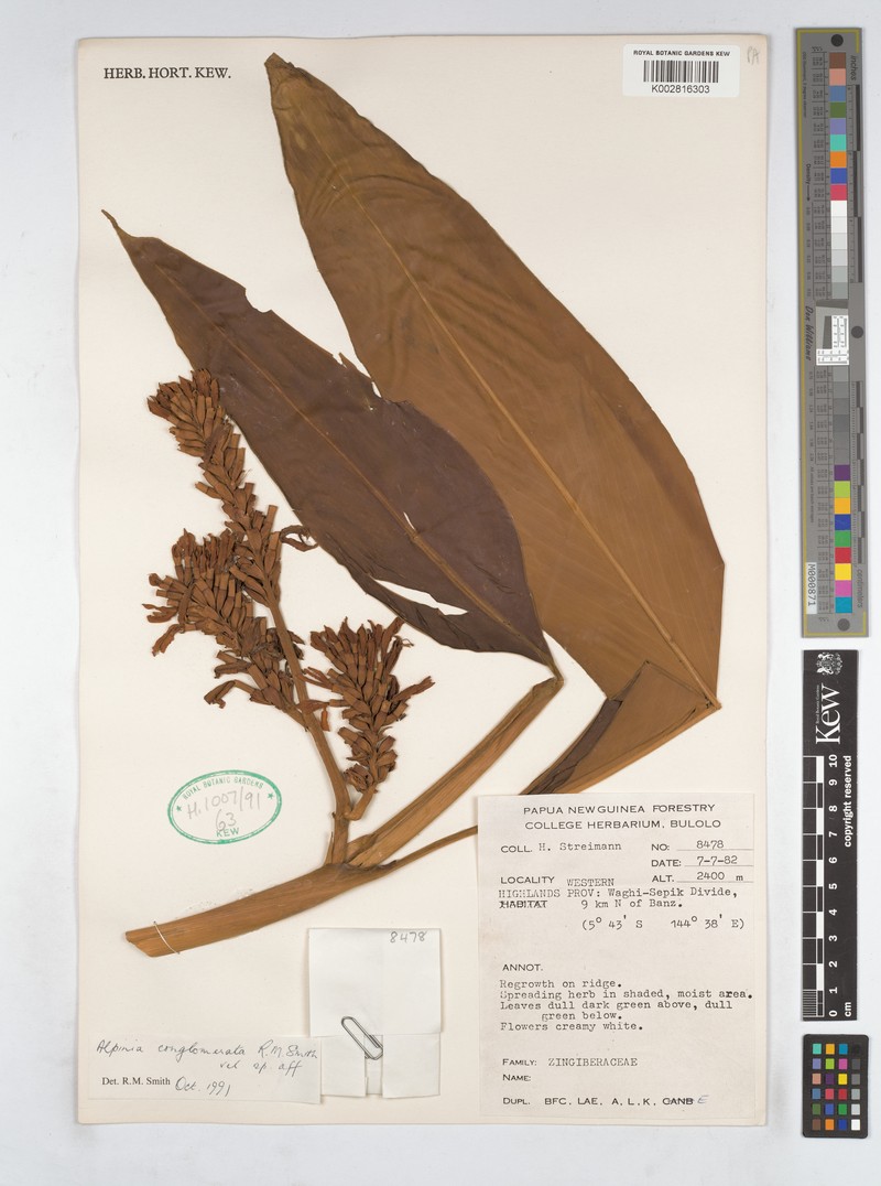 Alpinia conglomerata
