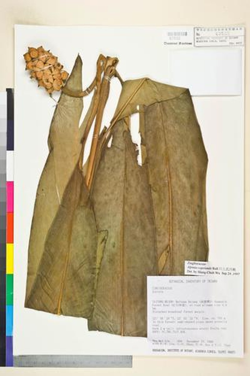 Alpinia copelandii